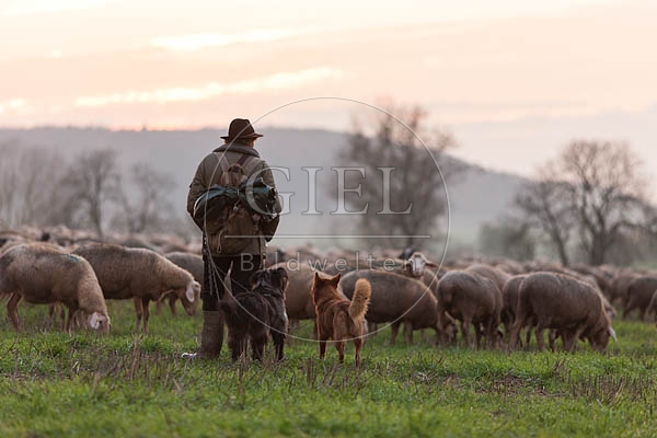 080478 Schaefer, Altdeutsche Huetehunde und Merino Schafe, Schafherde