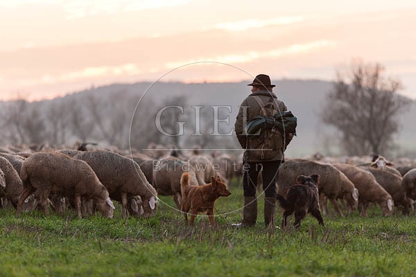 080479 Schaefer, Altdeutsche Huetehunde und Merino Schafe, Schafherde