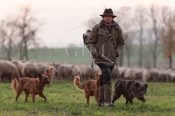 080480 Schaefer, Altdeutsche Huetehunde und Merino Schafe, Schafherde