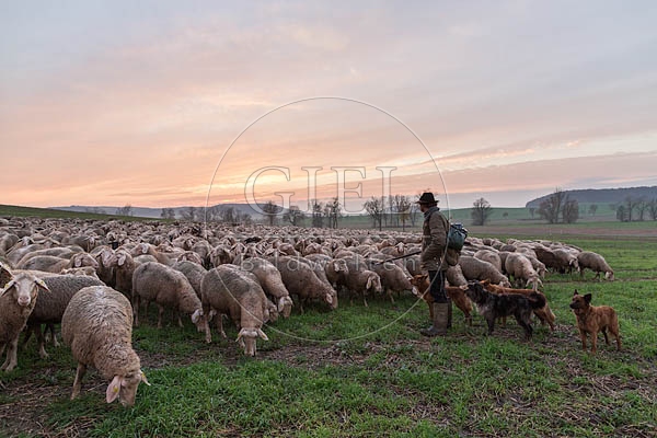 080481 Schaefer, Altdeutsche Huetehunde und Merino Schafe, Schafherde