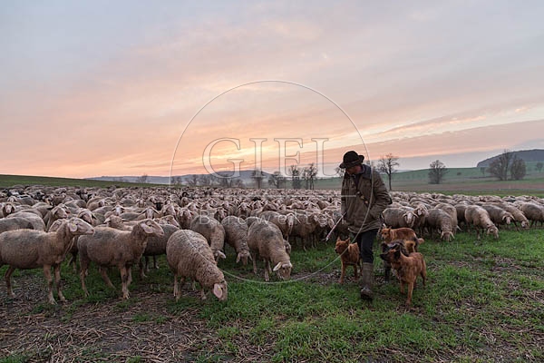 080482 Schaefer, Altdeutsche Huetehunde und Merino Schafe, Schafherde