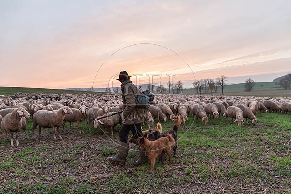 080483 Schaefer, Altdeutsche Huetehunde und Merino Schafe, Schafherde