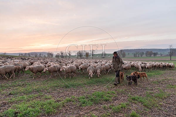 080484 Schaefer, Altdeutsche Huetehunde und Merino Schafe, Schafherde