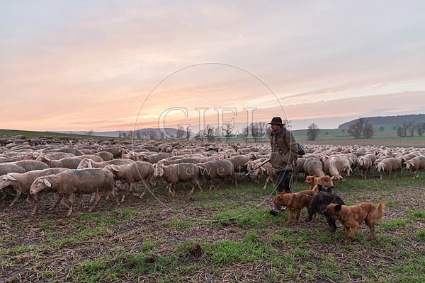 080485 Schaefer, Altdeutsche Huetehunde und Merino Schafe, Schafherde