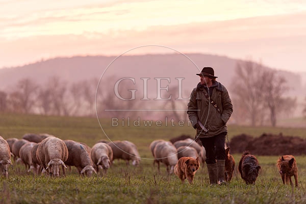 080486 Schaefer, Altdeutsche Huetehunde und Merino Schafe, Schafherde