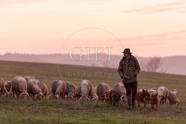 080487 Schaefer, Altdeutsche Huetehunde und Merino Schafe, Schafherde