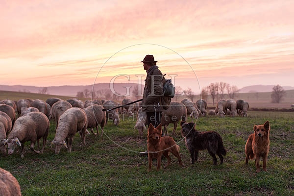 080488 Schaefer, Altdeutsche Huetehunde und Merino Schafe, Schafherde