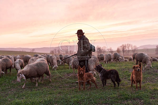 080489 Schaefer, Altdeutsche Huetehunde und Merino Schafe, Schafherde