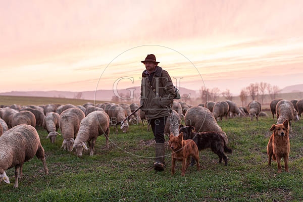 080490 Schaefer, Altdeutsche Huetehunde und Merino Schafe, Schafherde