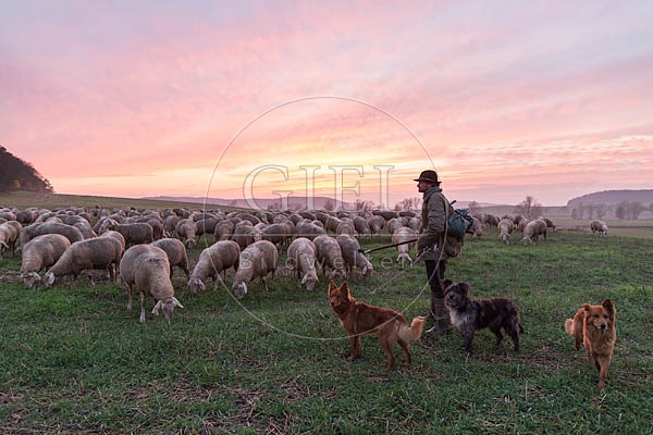 080491 Schaefer, Altdeutsche Huetehunde und Merino Schafe, Schafherde