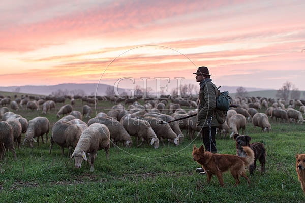 080493 Schaefer, Altdeutsche Huetehunde und Merino Schafe, Schafherde