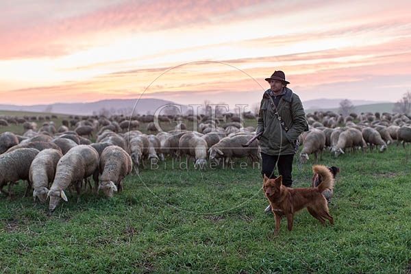 080494 Schaefer, Altdeutsche Huetehunde und Merino Schafe, Schafherde