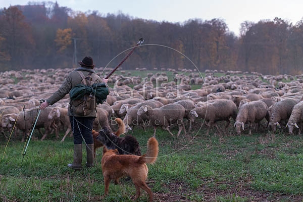 080495 Schaefer, Altdeutsche Huetehunde und Merino Schafe, Schafherde