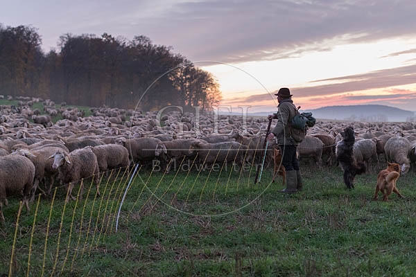 080496 Schaefer, Altdeutsche Huetehunde und Merino Schafe, Schafherde