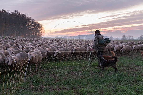 080497 Schaefer, Altdeutsche Huetehunde und Merino Schafe, Schafherde