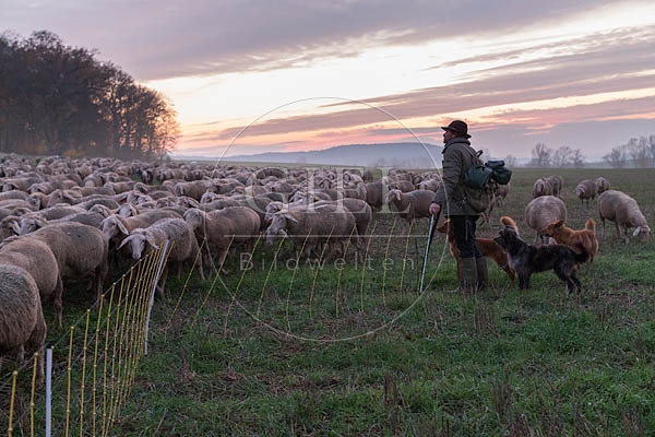 080498 Schaefer, Altdeutsche Huetehunde und Merino Schafe, Schafherde