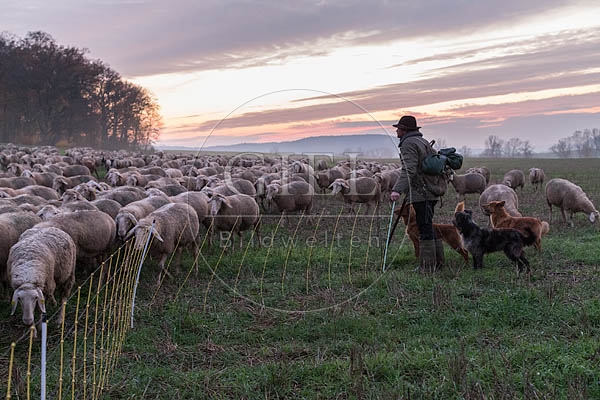 080499 Schaefer, Altdeutsche Huetehunde und Merino Schafe, Schafherde