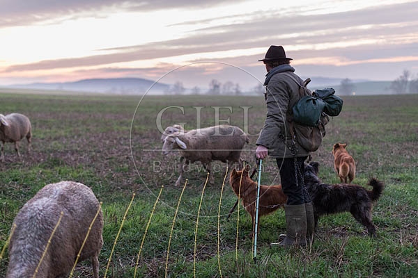 080500 Schaefer, Altdeutsche Huetehunde und Merino Schafe, Schafherde