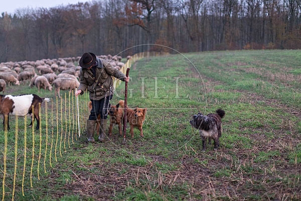 080501 Schaefer, Altdeutsche Huetehunde und Merino Schafe, Schafherde