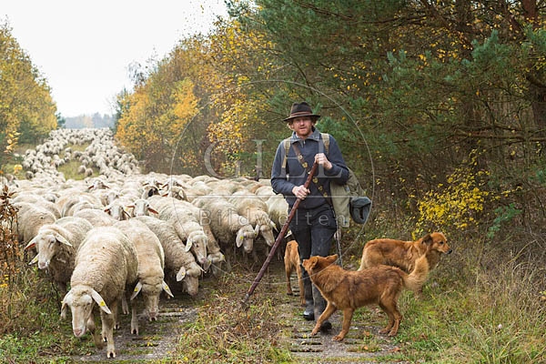 080674 Schaefer, Altdeutsche Huetehunde und Merino Schafe, Schafherde