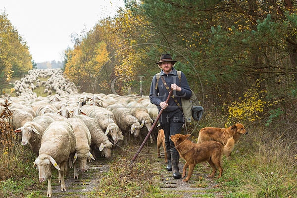 080675 Schaefer, Altdeutsche Huetehunde und Merino Schafe, Schafherde