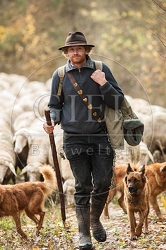 080678 Schaefer, Altdeutsche Huetehunde und Merino Schafe, Schafherde