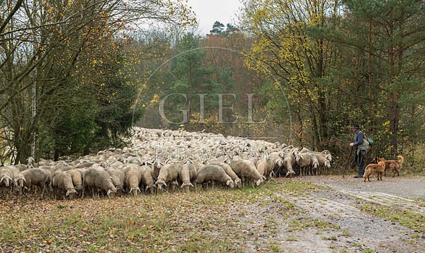 080679 Schaefer, Altdeutsche Huetehunde und Merino Schafe, Schafherde