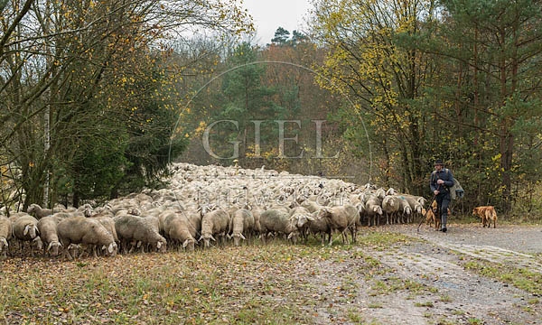 080680 Schaefer, Altdeutsche Huetehunde und Merino Schafe, Schafherde