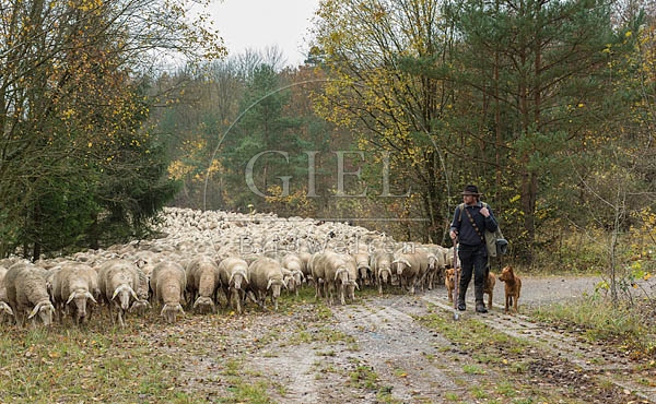 080682 Schaefer, Altdeutsche Huetehunde und Merino Schafe, Schafherde