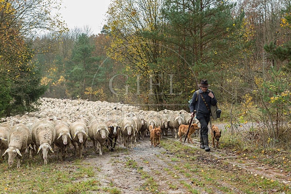 080683 Schaefer, Altdeutsche Huetehunde und Merino Schafe, Schafherde