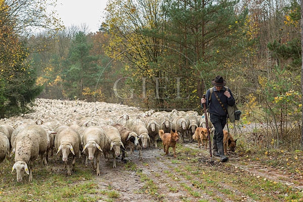 080684 Schaefer, Altdeutsche Huetehunde und Merino Schafe, Schafherde