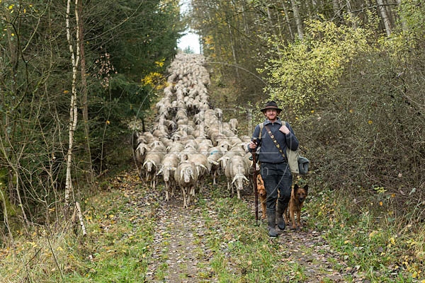 080685 Schaefer, Altdeutsche Huetehunde und Merino Schafe, Schafherde