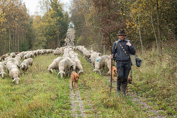 080686 Schaefer, Altdeutsche Huetehunde und Merino Schafe, Schafherde