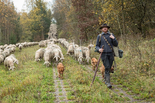 080687 Schaefer, Altdeutsche Huetehunde und Merino Schafe, Schafherde