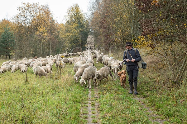080688 Schaefer, Altdeutsche Huetehunde und Merino Schafe, Schafherde