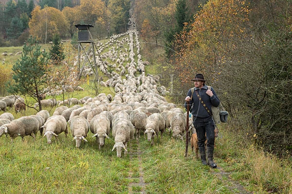 080689 Schaefer, Altdeutsche Huetehunde und Merino Schafe, Schafherde