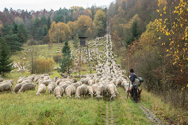 080690 Schaefer, Altdeutsche Huetehunde und Merino Schafe, Schafherde