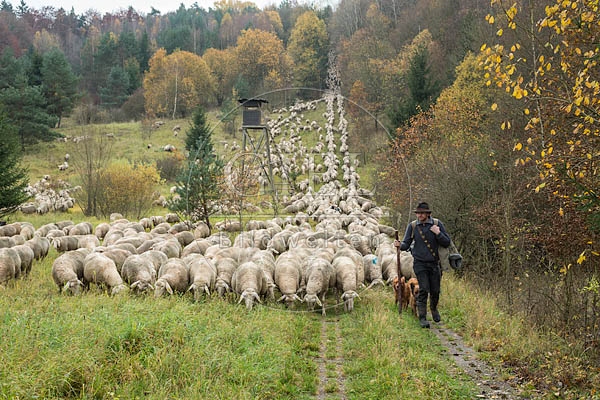 080691 Schaefer, Altdeutsche Huetehunde und Merino Schafe, Schafherde