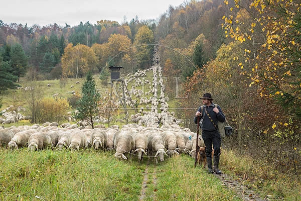 080692 Schaefer, Altdeutsche Huetehunde und Merino Schafe, Schafherde