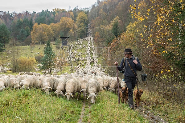 080693 Schaefer, Altdeutsche Huetehunde und Merino Schafe, Schafherde