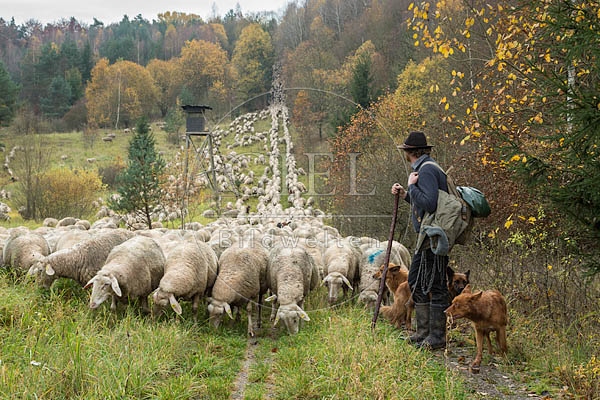 080694 Schaefer, Altdeutsche Huetehunde und Merino Schafe, Schafherde