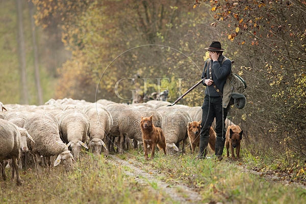 080695 Schaefer, Altdeutsche Huetehunde und Merino Schafe, Schafherde
