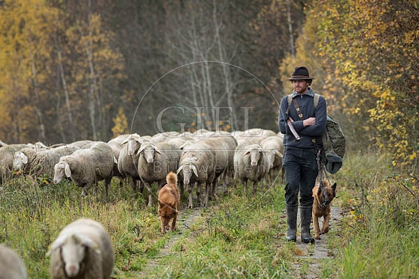 080696 Schaefer, Altdeutsche Huetehunde und Merino Schafe, Schafherde