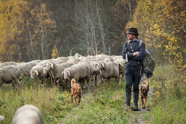 080697 Schaefer, Altdeutsche Huetehunde und Merino Schafe, Schafherde