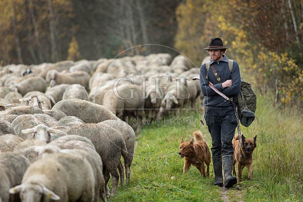 080698 Schaefer, Altdeutsche Huetehunde und Merino Schafe, Schafherde