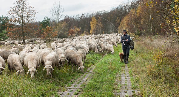 080699 Schaefer, Altdeutsche Huetehunde und Merino Schafe, Schafherde