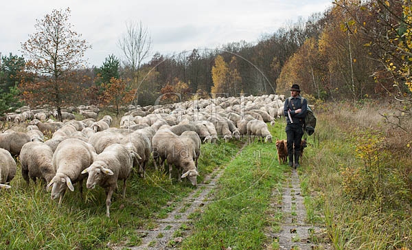 080700 Schaefer, Altdeutsche Huetehunde und Merino Schafe, Schafherde