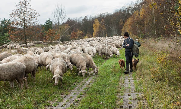 080701 Schaefer, Altdeutsche Huetehunde und Merino Schafe, Schafherde