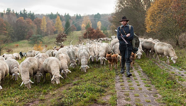 080702 Schaefer, Altdeutsche Huetehunde und Merino Schafe, Schafherde