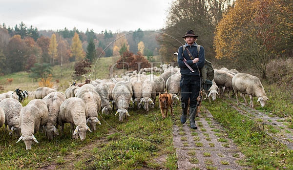 080703 Schaefer, Altdeutsche Huetehunde und Merino Schafe, Schafherde